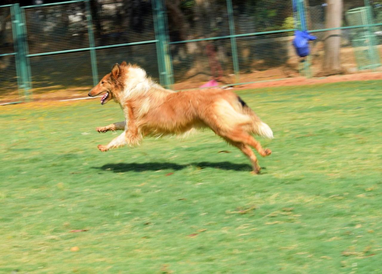 Manas Resort With Petting Zoo, Igatpuri Exterior foto